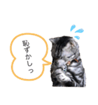 ピツオくん（個別スタンプ：23）