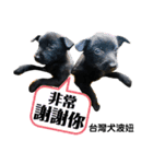 ウジナミ台湾の犬（個別スタンプ：16）
