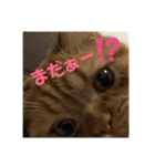 茶々にゃんスタンプ（個別スタンプ：1）