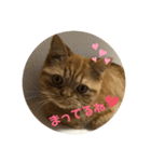 茶々にゃんスタンプ（個別スタンプ：4）