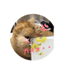茶々にゃんスタンプ（個別スタンプ：9）
