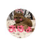 茶々にゃんスタンプ（個別スタンプ：14）