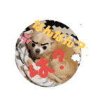 My チワワ（個別スタンプ：3）