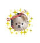 My チワワ（個別スタンプ：5）