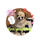 My チワワ（個別スタンプ：7）