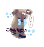 My チワワ（個別スタンプ：8）