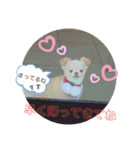 My チワワ（個別スタンプ：16）