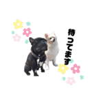 とらじとべびじ。（個別スタンプ：13）