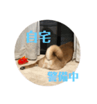 柴犬の太郎2（個別スタンプ：1）