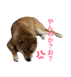 柴犬の太郎2（個別スタンプ：2）
