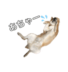 柴犬の太郎2（個別スタンプ：3）