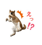 柴犬の太郎2（個別スタンプ：4）
