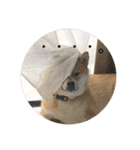 柴犬の太郎2（個別スタンプ：6）