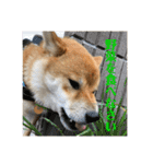 柴犬の太郎2（個別スタンプ：7）