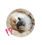 柴犬の太郎2（個別スタンプ：8）