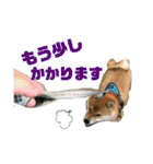 柴犬の太郎2（個別スタンプ：9）