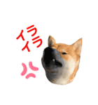 柴犬の太郎2（個別スタンプ：10）