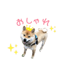 柴犬の太郎2（個別スタンプ：11）