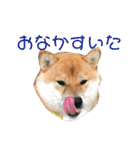 柴犬の太郎2（個別スタンプ：12）