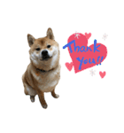 柴犬の太郎2（個別スタンプ：15）