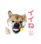 柴犬の太郎2（個別スタンプ：17）