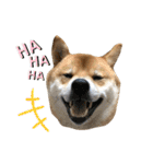 柴犬の太郎2（個別スタンプ：18）