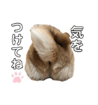 柴犬の太郎2（個別スタンプ：19）