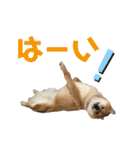 柴犬の太郎2（個別スタンプ：20）
