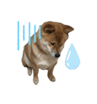 柴犬の太郎2（個別スタンプ：21）