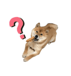 柴犬の太郎2（個別スタンプ：22）