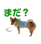 柴犬の太郎2（個別スタンプ：23）