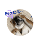 柴犬の太郎2（個別スタンプ：24）