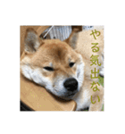 柴犬の太郎2（個別スタンプ：25）