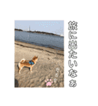 柴犬の太郎2（個別スタンプ：26）