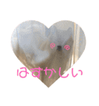 柴犬の太郎2（個別スタンプ：27）