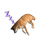 柴犬の太郎2（個別スタンプ：28）