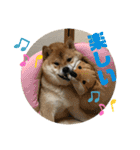 柴犬の太郎2（個別スタンプ：29）
