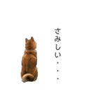 柴犬の太郎2（個別スタンプ：30）