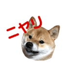 柴犬の太郎2（個別スタンプ：31）