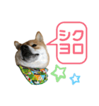 柴犬の太郎2（個別スタンプ：32）