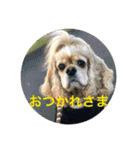 わんわん物語☺︎︎ No.3（個別スタンプ：2）