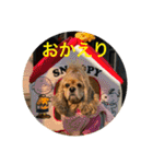 わんわん物語☺︎︎ No.3（個別スタンプ：3）