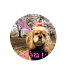 わんわん物語☺︎︎ No.3（個別スタンプ：16）