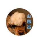 わんわん物語☺︎︎ No.3（個別スタンプ：26）
