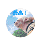 わんわん物語☺︎︎ No.3（個別スタンプ：27）