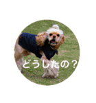 わんわん物語☺︎︎ No.3（個別スタンプ：34）