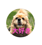 わんわん物語☺︎︎ No.3（個別スタンプ：40）