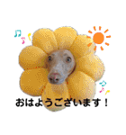 船乗りの犬3(イタグレ春＆朔)（個別スタンプ：1）