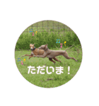 船乗りの犬3(イタグレ春＆朔)（個別スタンプ：3）