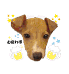 船乗りの犬3(イタグレ春＆朔)（個別スタンプ：4）